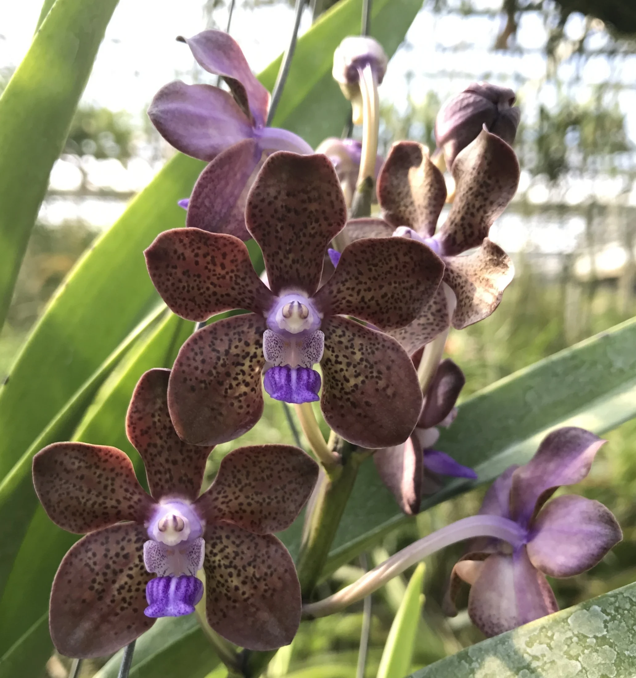 POLITICIAN（ポリティシャン） VINTAGE LAVENDER 46 Pda. Motes Purple Haze (V. Karnda 'Hampton' x Pda. Arjuna) (1872